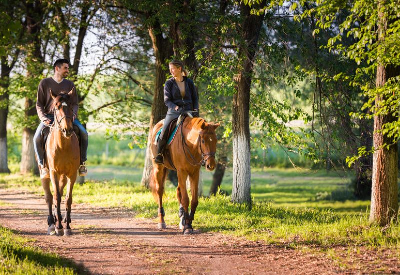 A First Timer’s Guide To Horseback Riding In Gatlinburg Cover Image