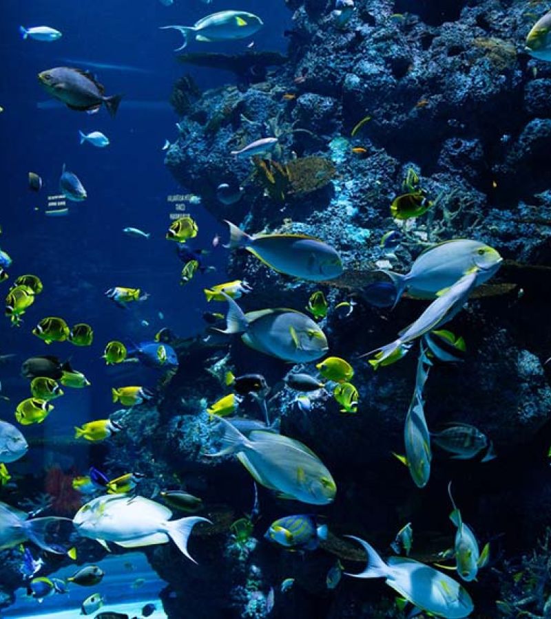 Pexels Hung Tran 3699434 8Dea3C17