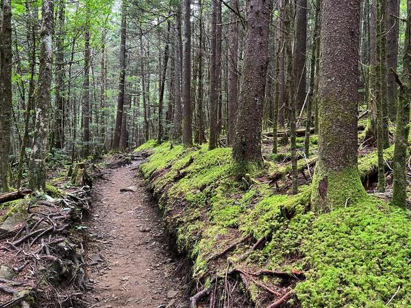 Andrews Bald Trail Smoky Mountains