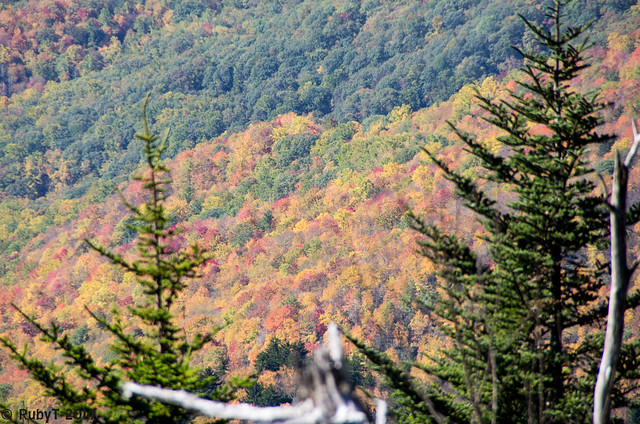 Clingmans Dome Scenery During Fall