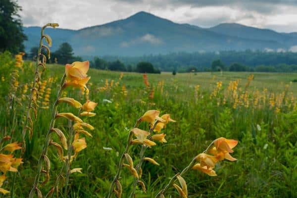 Peach Gladiolus Cades Cove Great Smoky Mountains National Park