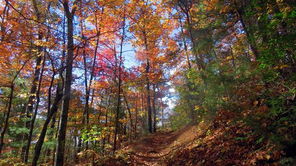 Rich Mountain Loop Smoky Mountains